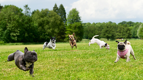 Les règlements et conseils au parc à chiens