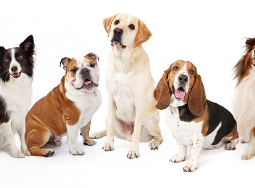 races de chiens les plus populaires