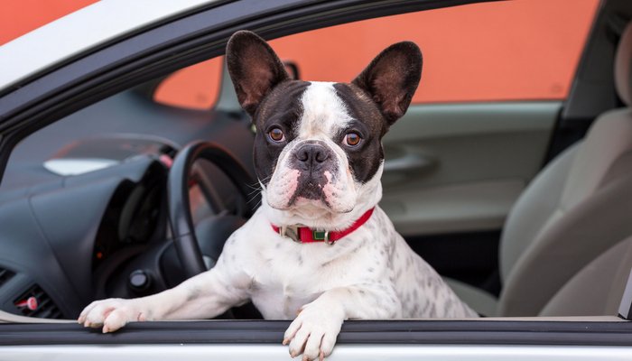 Barrière de sécurité de voiture pour chien - ABC chiens