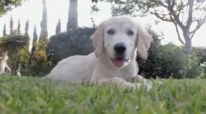 activités pour chien en été