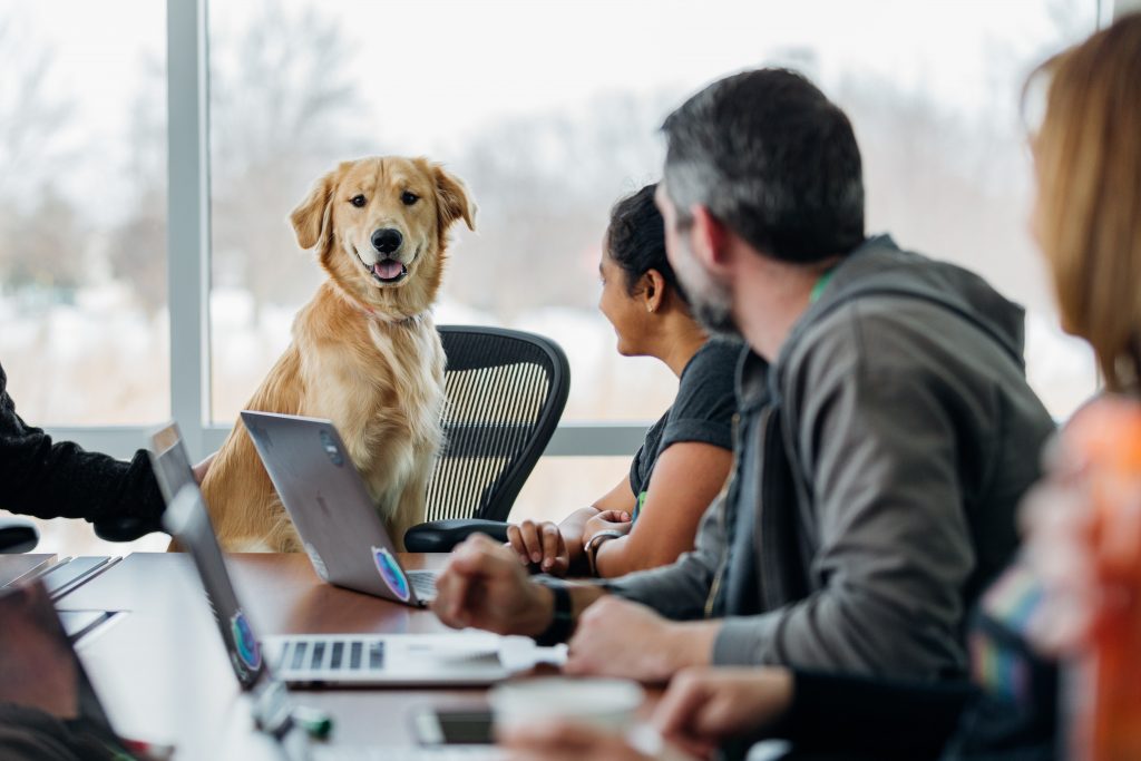 consultation en comportement canin par internet (vidéoconférence) ou par téléphone