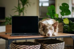 cours d'éducation canine en ligne