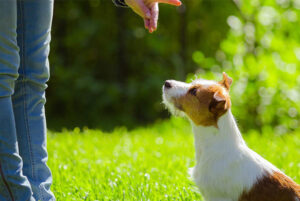 Le guide de survie du parc canin. 10 conseils pratiques et fficaces – Cours  & Dressage pour chien, comportement canin à Montréal et Québec !