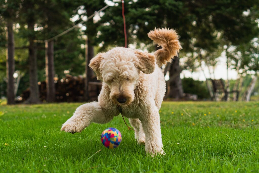 Chien en activité lors d’une consultation en éducation canine à Boucherville